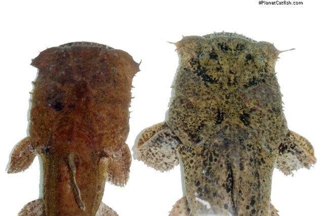 Chaca bankanensis