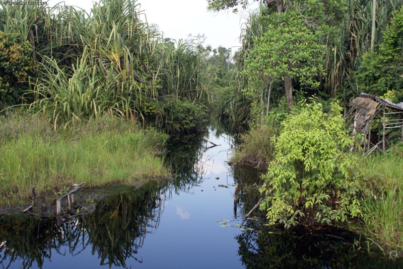 Chaca bankanensis