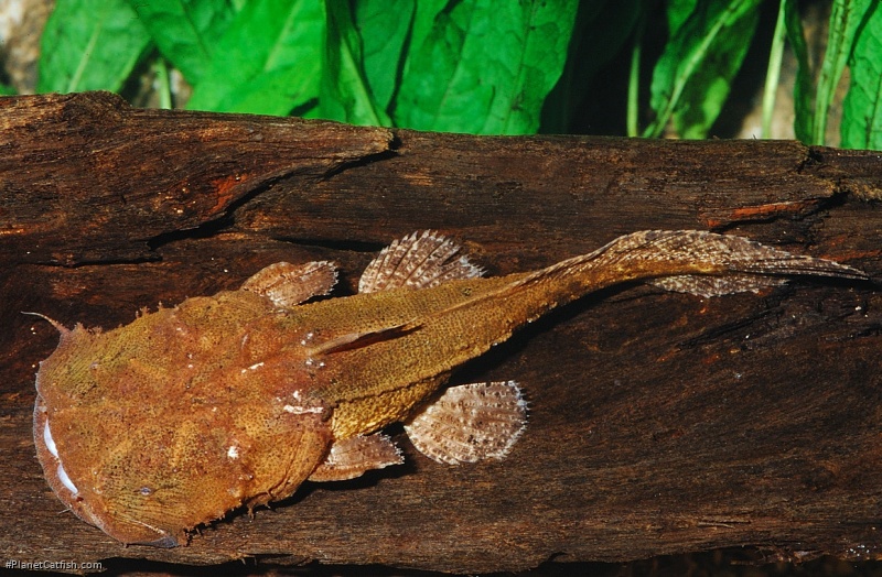 Chaca bankanensis