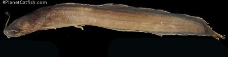 Clariallabes centralis