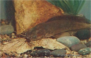 Clarias angolensis