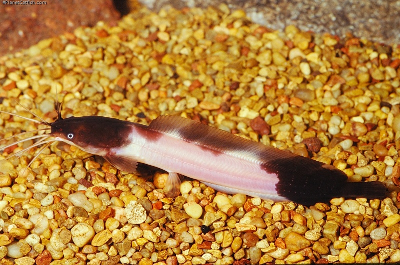 Clarias batrachus