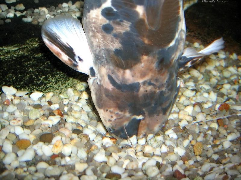 Clarias batrachus