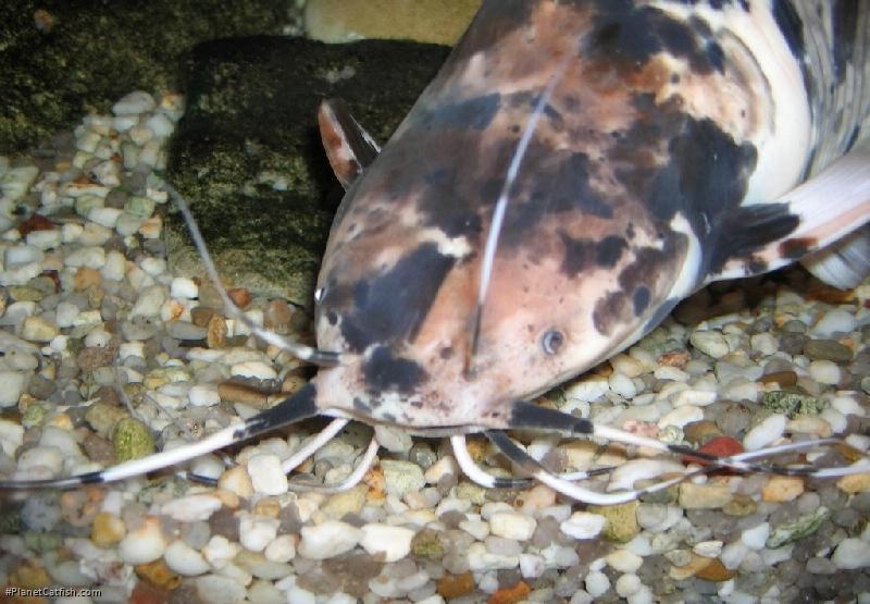 Clarias batrachus