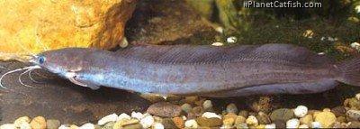 Clarias buettikoferi