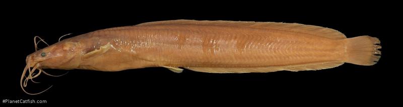 Clarias dhonti
