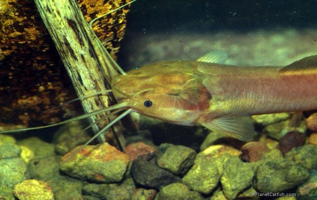 Clarias ebriensis