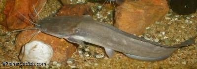 Clarias fuscus