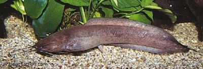 Clarias gariepinus