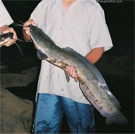 Clarias gariepinus