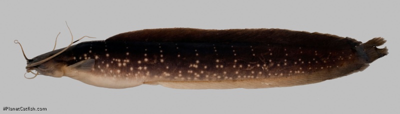 Clarias gracilentus