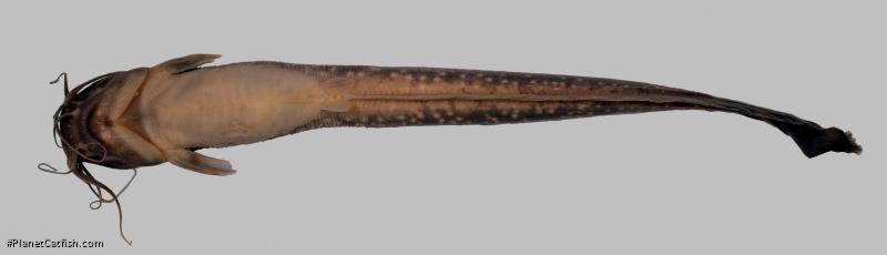 Clarias gracilentus