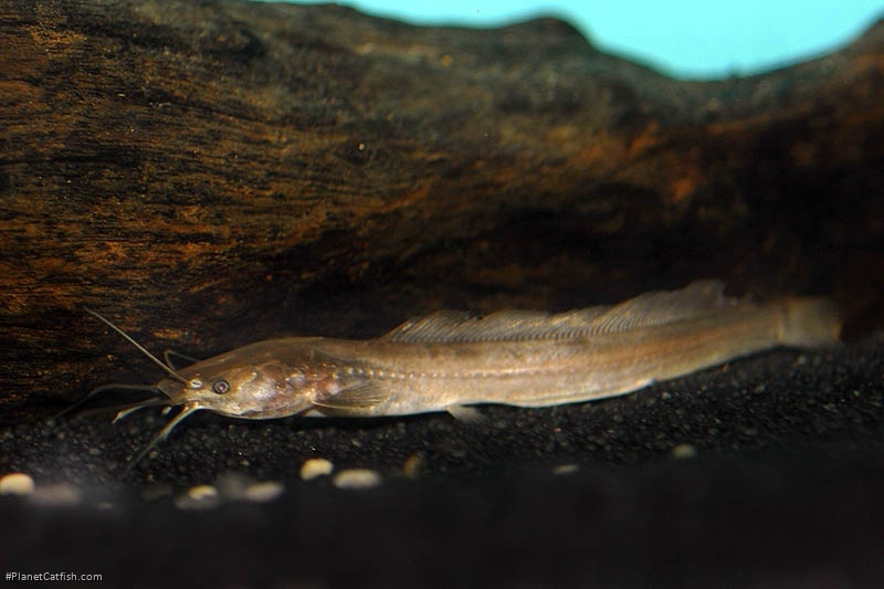 Clarias jaensis