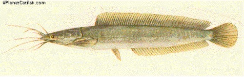 Clarias macrocephalus