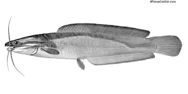 Clarias ngamensis