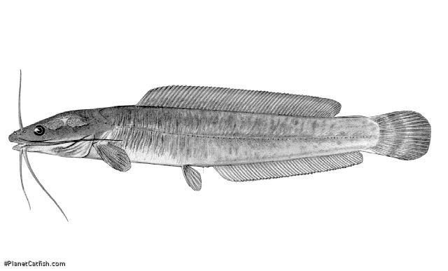 Clarias ngamensis