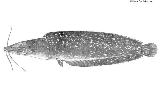 Clarias nigromarmoratus