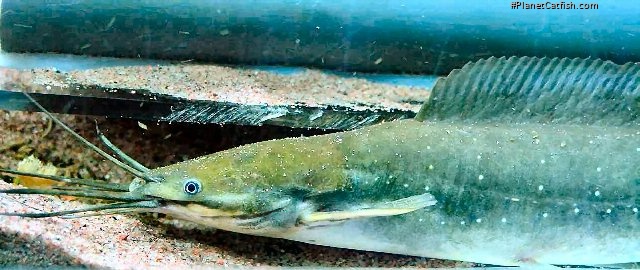 Clarias pachynema