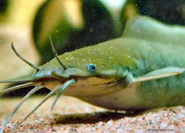 Clarias pachynema