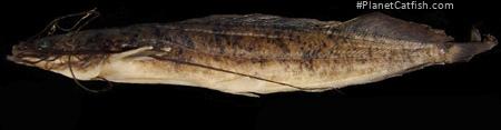 Clarias platycephalus