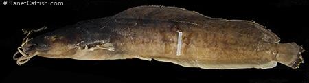 Clarias platycephalus