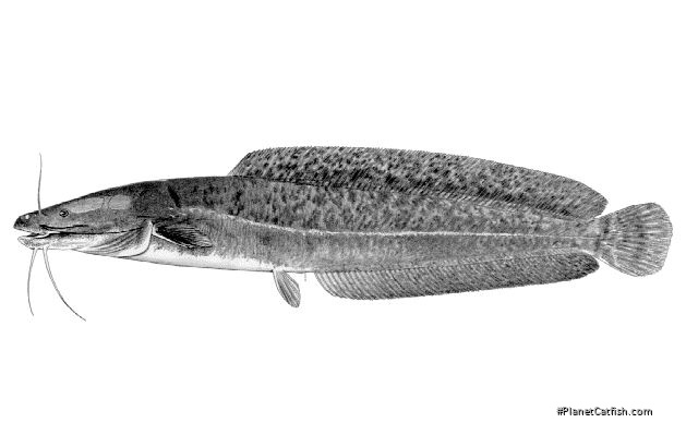 Clarias stappersii