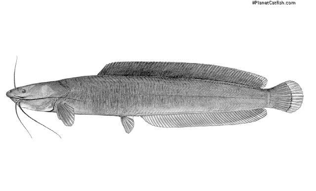 Clarias submarginatus