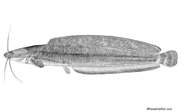 Clarias theodorae