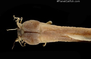 Dolichallabes microphthalmus