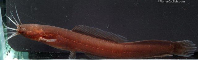 Encheloclarias curtisoma