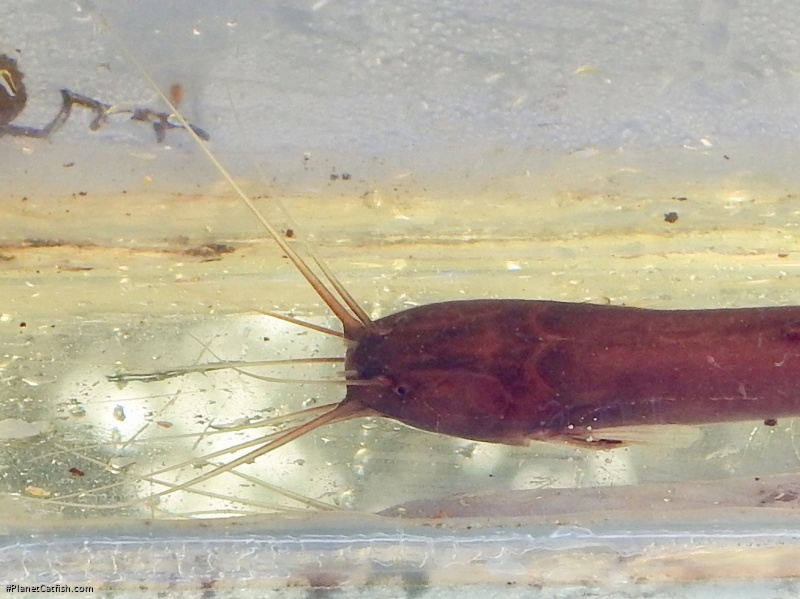 Encheloclarias medialis