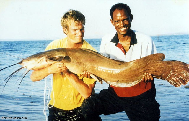 Heterobranchus longifilis