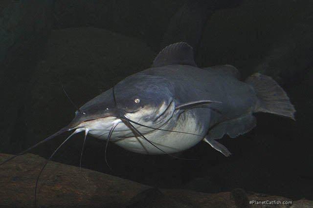 Heterobranchus longifilis