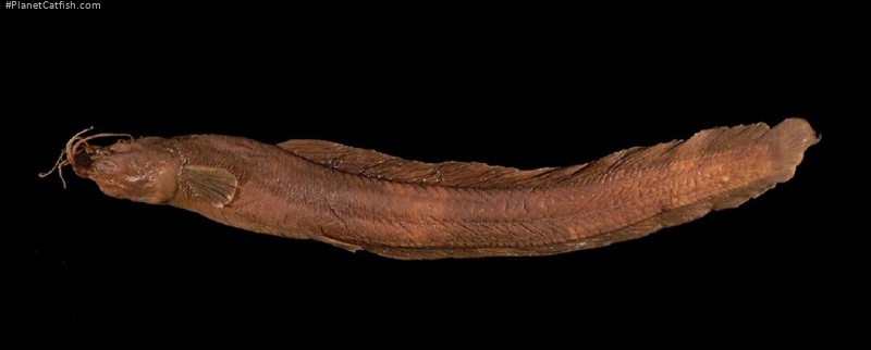 Tanganikallabes stewarti