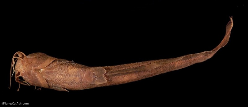 Tanganikallabes stewarti