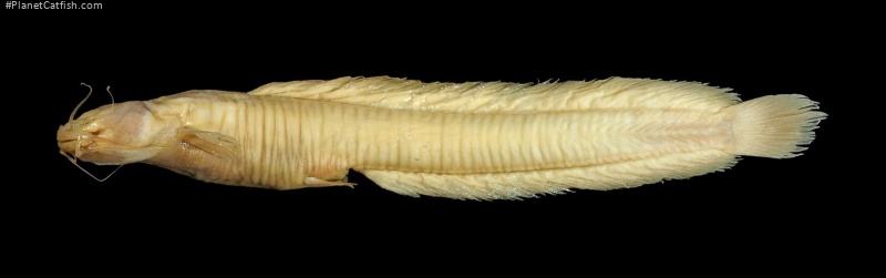 Uegitglanis zammaranoi