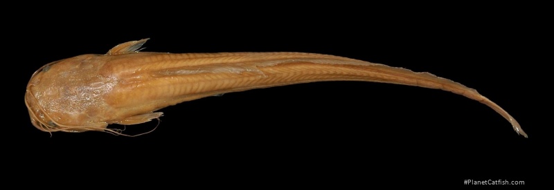 Xenoclarias holobranchus