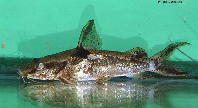 Amarginops ornatus