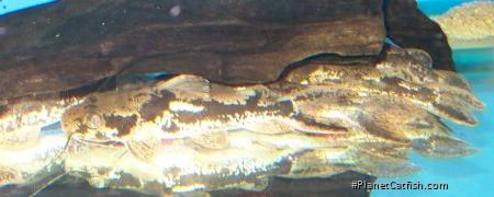 Amarginops ornatus