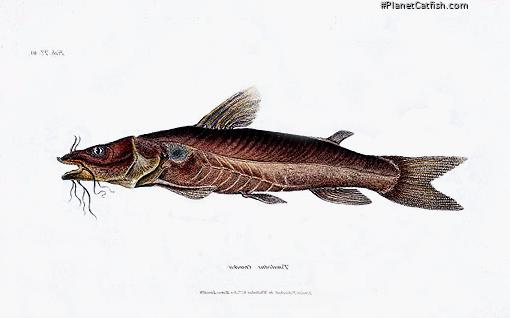 Chrysichthys cranchii