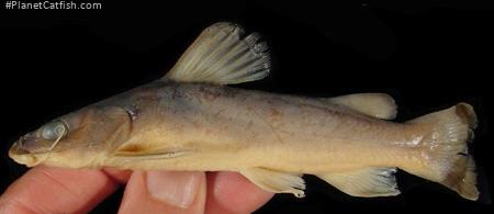 Chrysichthys delhezi