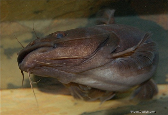 Chrysichthys graueri