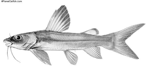 Chrysichthys macropterus