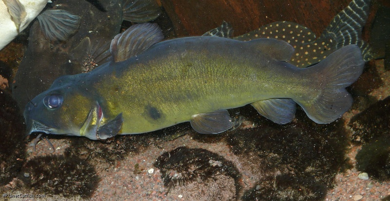 Chrysichthys nigrodigitatus