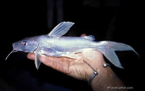 Chrysichthys nigrodigitatus