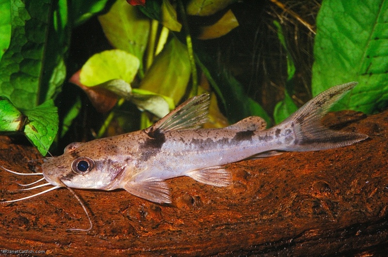 Chrysichthys ornatus