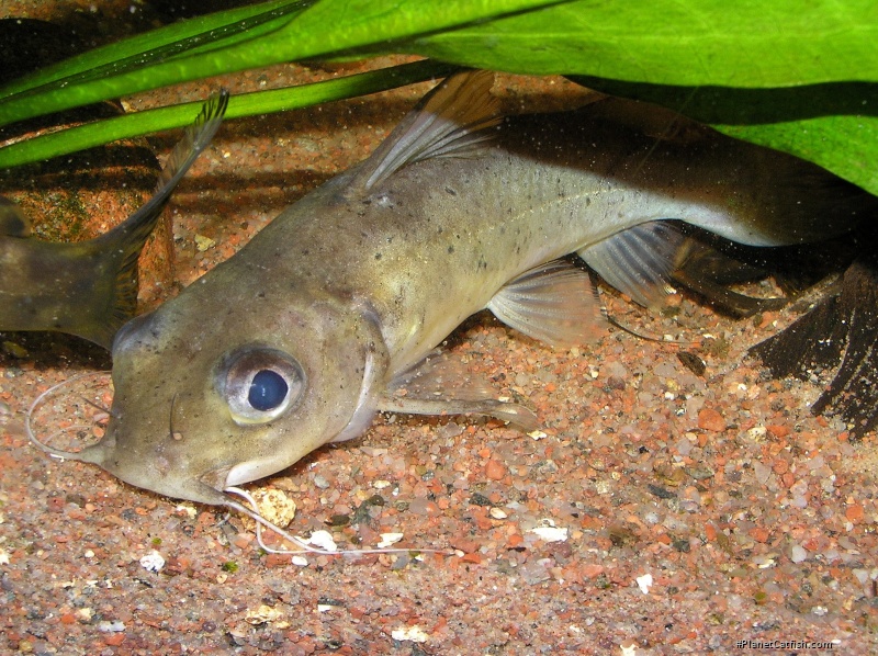 Chrysichthys punctatus