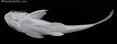 Chrysichthys turkana