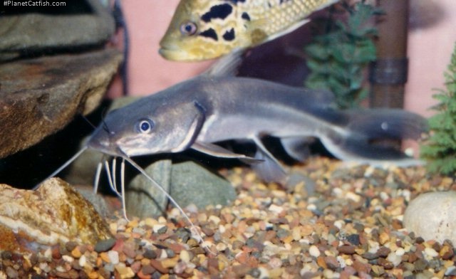 Clarotes laticeps