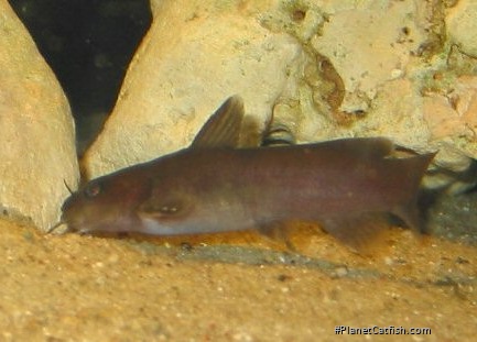 Lophiobagrus brevispinis
